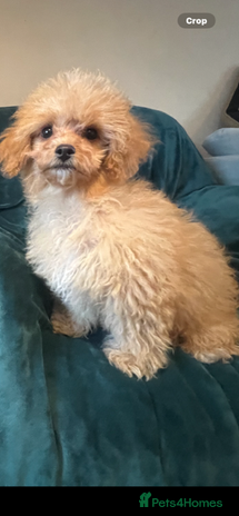 Cavapoo dogs - Advert 1