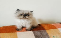 Persian cats for sale: Pedigree exotic long haired  kittens - Image 7