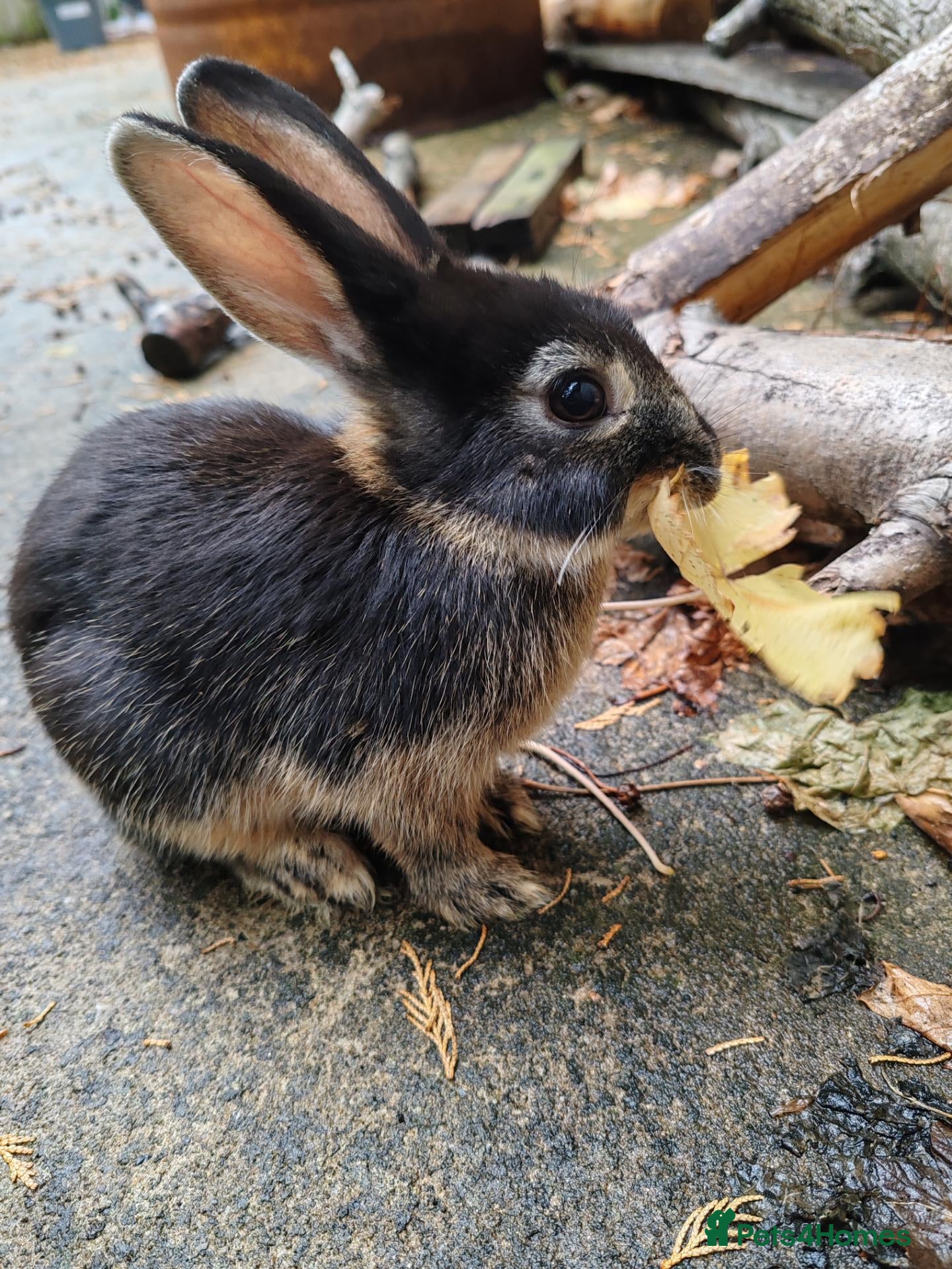 Flemish rabbits Beautiful baby rabbits  - Advert 13