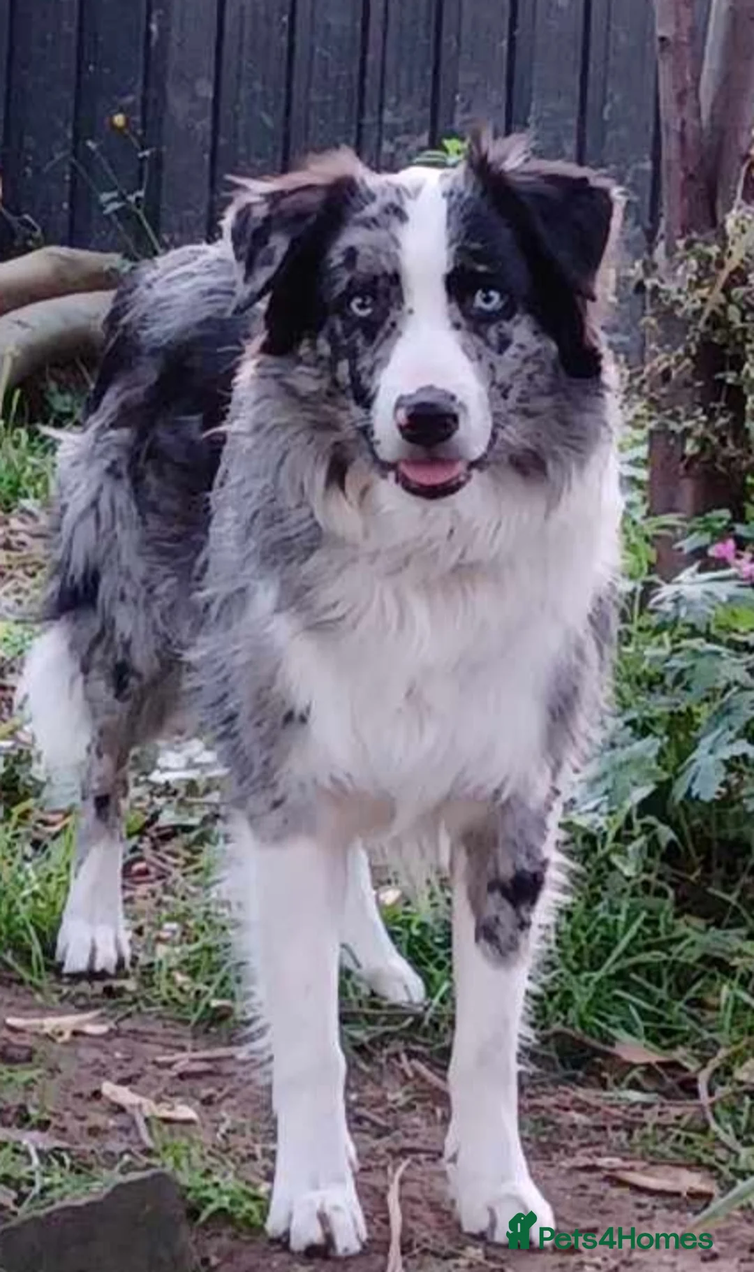 Border Collie dogs for stud: Pure breed Blue merle border collie for stud only in Loughborough - Advert 4