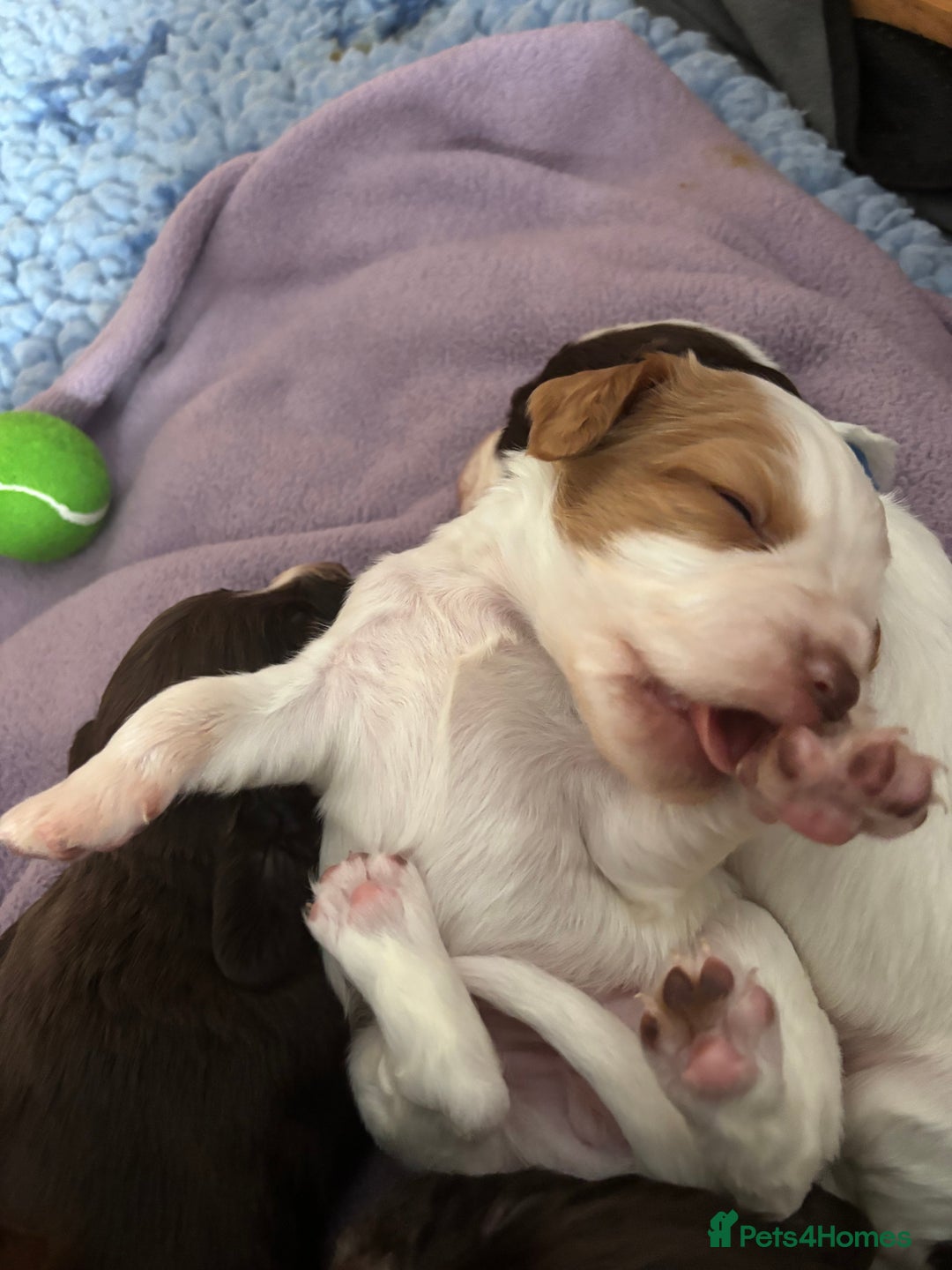 Cocker Spaniel dogs for sale: Cocker Spaniel Puppies ready 22nd October  - Image 16