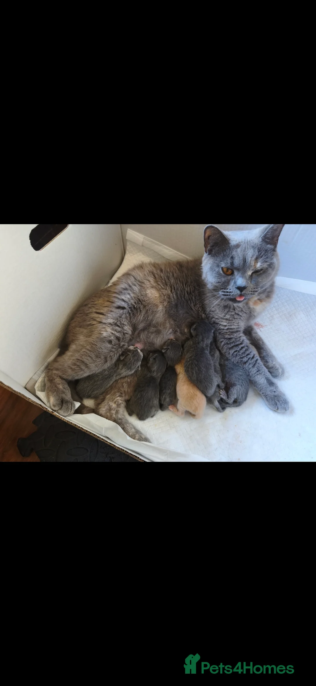 British Shorthair cats for sale: Stunning Rare Colours British Shorthair Kittens - Advert 2