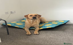 Labrador Retriever dogs for stud: Stunning Fox Red Labrador For Stud - Image 2