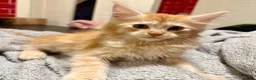 Maine Coon cats for sale: 2 Maine coon boys - Advert 1
