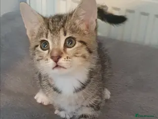 Bengal cats EXCELLENT BENGAL MIXED BOY - Advert 4