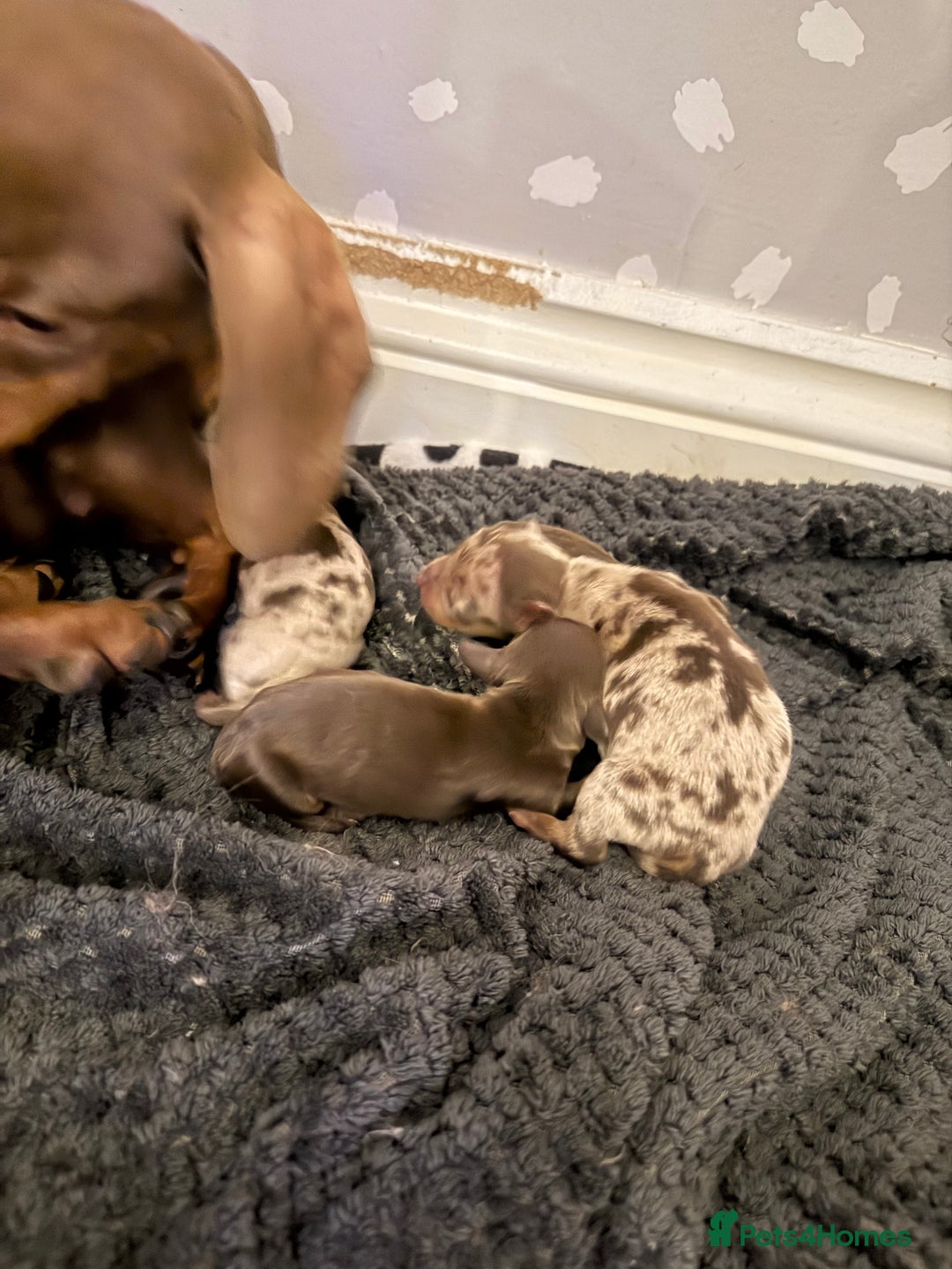Miniature Dachshund dogs for sale: 1 Boy & 1 Girl Tan Pedigree Miniature Puppies - Image 5