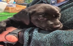 Labrador Retriever dogs for sale: Labrador puppies -1 black girl & 3 black boys left - Image 36