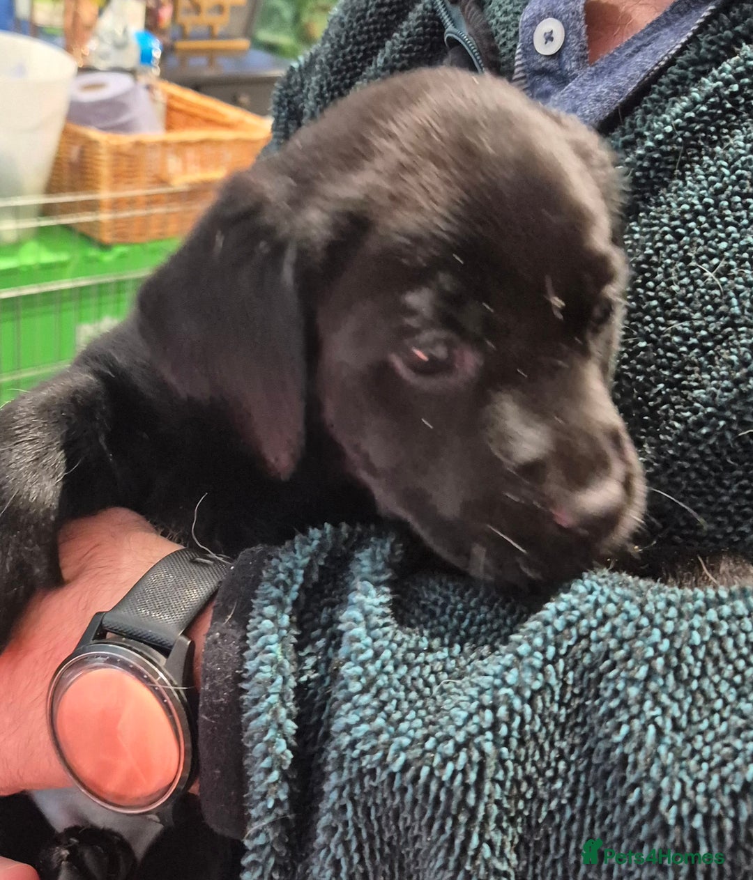 Labrador Retriever dogs for sale: Labrador puppies -1 black girl & 3 black boys left - Image 36