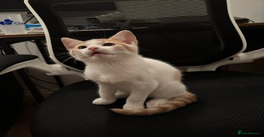Mixed Breed cats - Advert 10