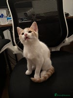 Mixed Breed cats - Advert 10
