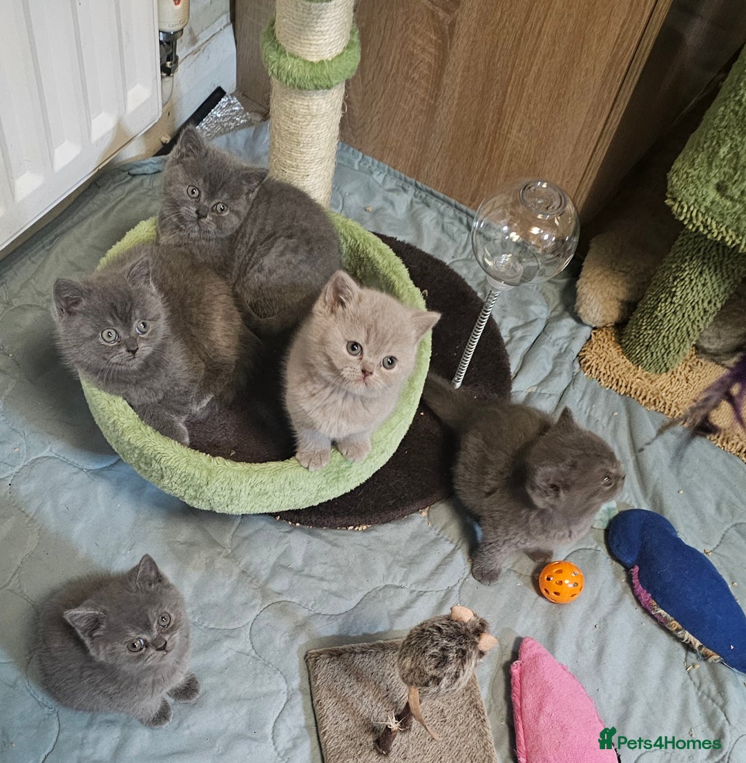 British Shorthair cats for sale: Purebred  British shorthair kittens  - Advert 1