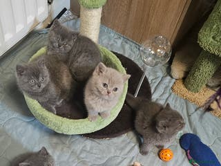 British Shorthair cats Purebred British shorthair kittens - Advert 4