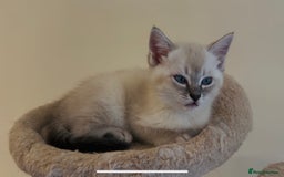 Mixed Breed cats for sale: Lynx Point Girl - Image 7