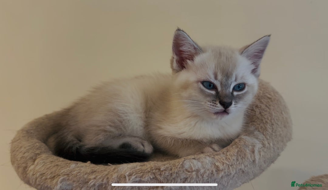 Mixed Breed cats for sale: Lynx Point Girl - Image 7