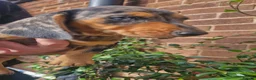 Dachshund dogs for sale: Beautiful dapple daschunds - Advert 6