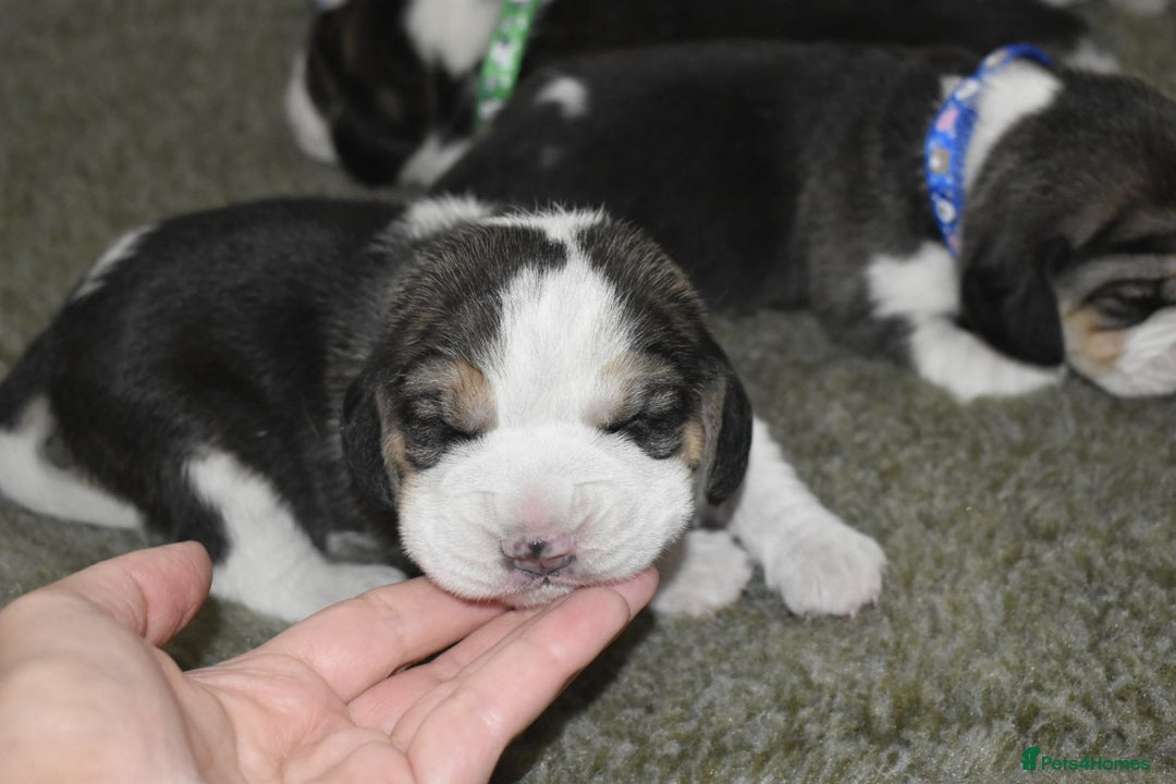 Beagle dogs for sale: Beautiful KC Beagle Puppies – DNA Health Tested  - Image 17