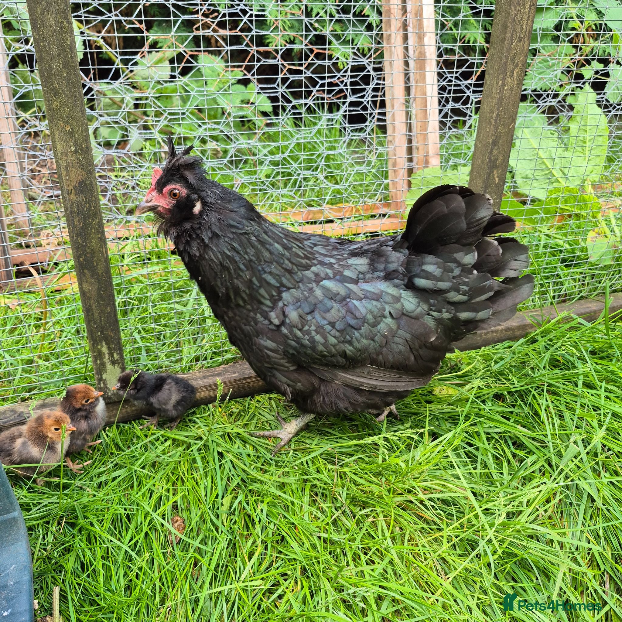 Chickens poultry Broody Hen with 4 polish chicks  - Advert 2