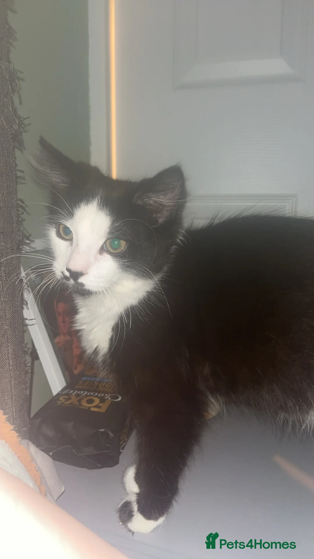 Mixed Breed cats for sale: Looking for a new home  - Advert 2