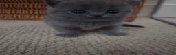 British Shorthair cats for sale: Beautiful  British Shorthair Kittens in Bournemouth - Advert 15