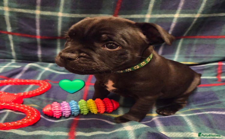 Staffordshire Bull Terrier dogs - Advert 1