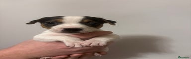 Jack Russell Puppy 4