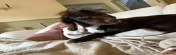 Sprocker dogs for sale: Pre Birth: Sprocker Puppies due in July in Wellingborough - Advert 9