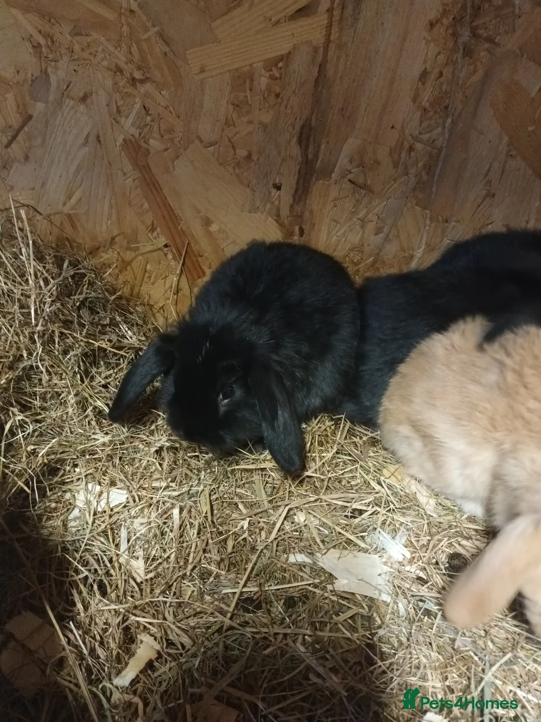 Mini Lop rabbits for sale: Beautiful mini lops - Advert 25