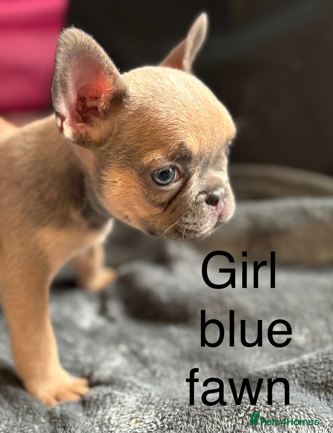 French Bulldog dogs for sale:  French bulldogs  - Image 7