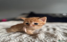 Domestic Shorthair cats for sale: 6 beautiful kittens - Image 24