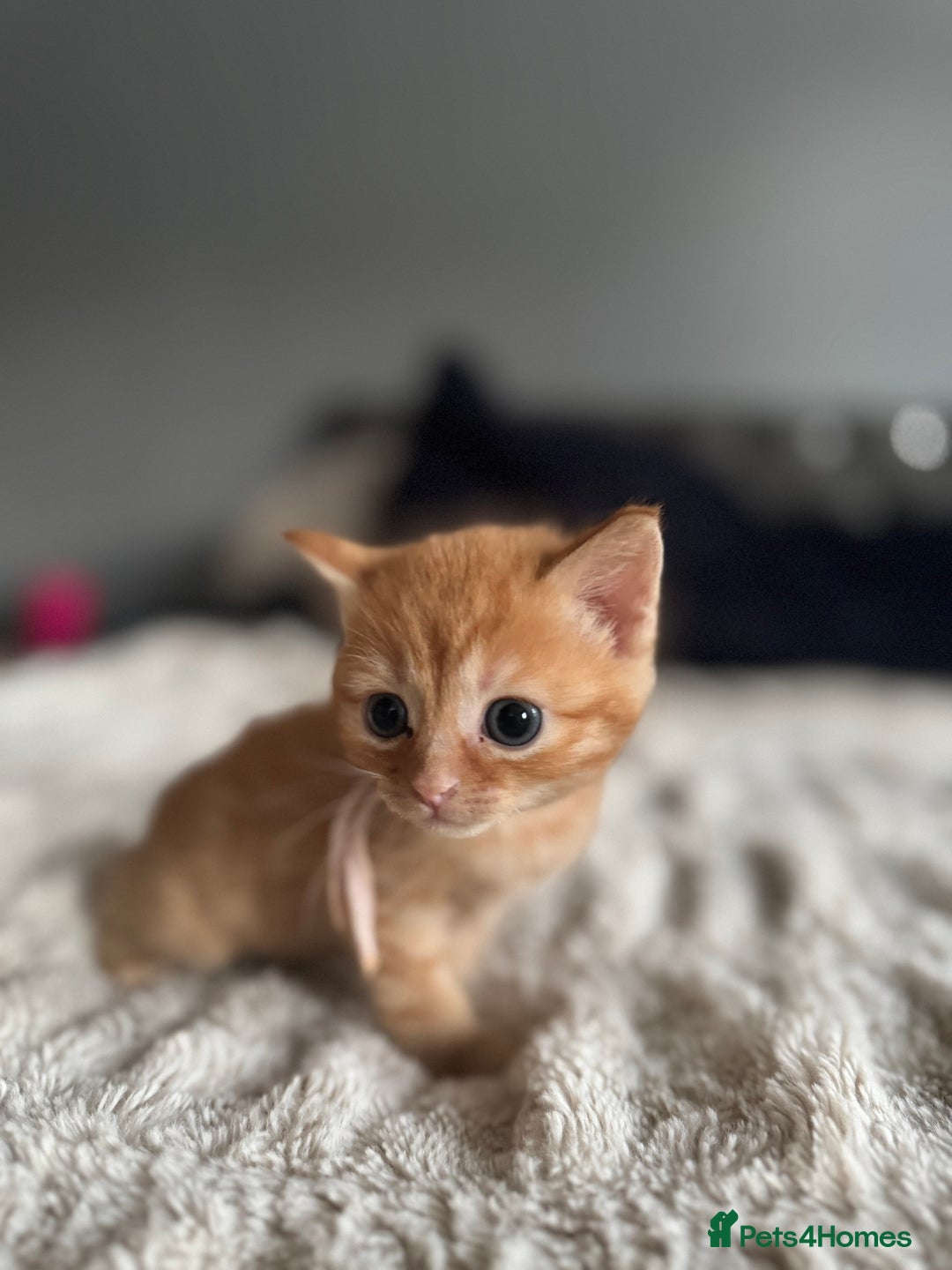 Domestic Shorthair cats for sale: 6 beautiful kittens - Image 24