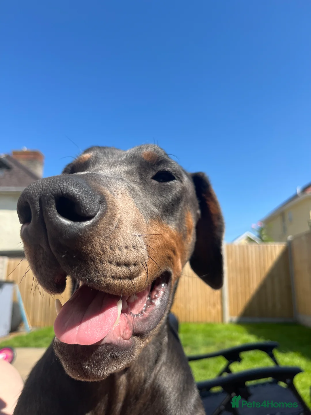 Dobermann dogs for sale: Female blue Doberman  - Advert 7