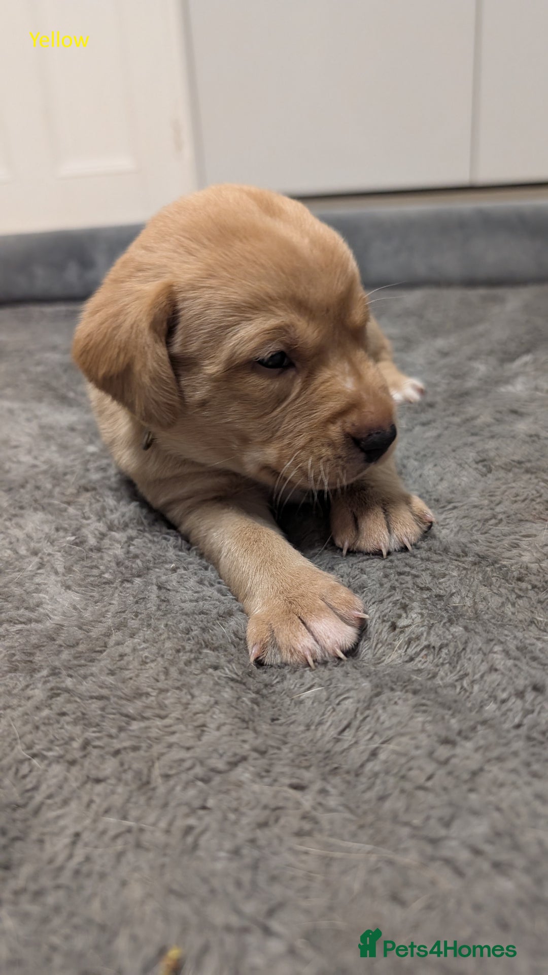 Labrador Retriever dogs for sale: Gorgeous Yellow Labrador Puppies - Image 23