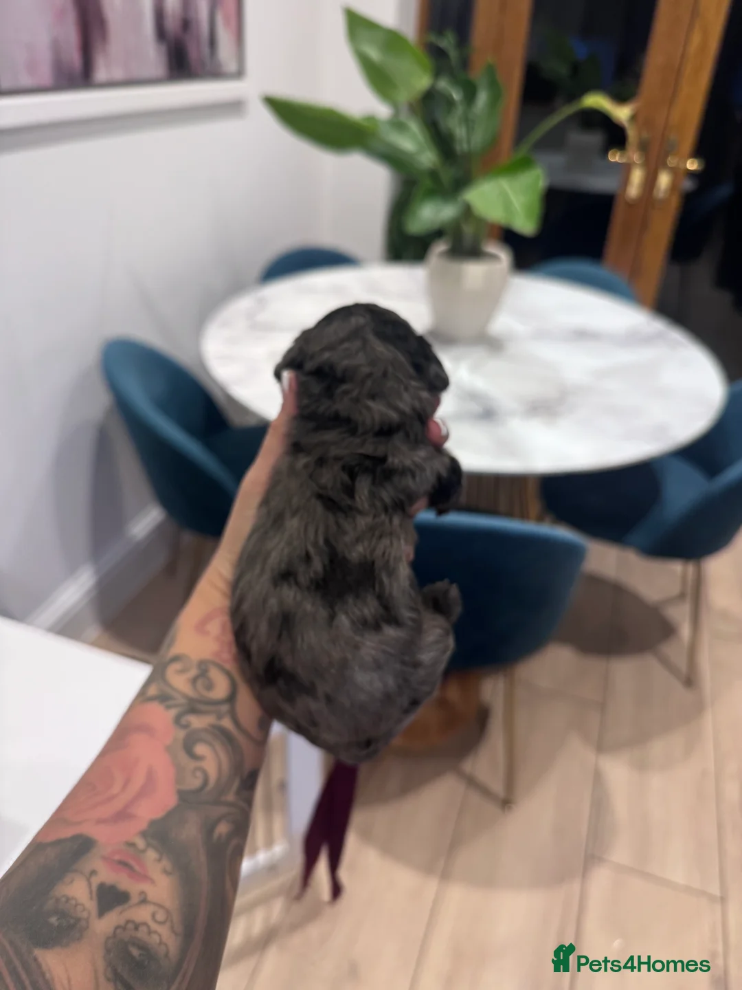 Cavapoochon dogs for sale: MERLE CAVAPOOCHON READY NOW  - Advert 10