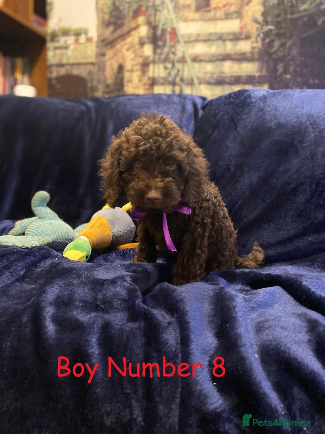 Cockapoo dogs for sale: Chocolate Cockapoo Puppies - PRICE REDUCED - Image 12