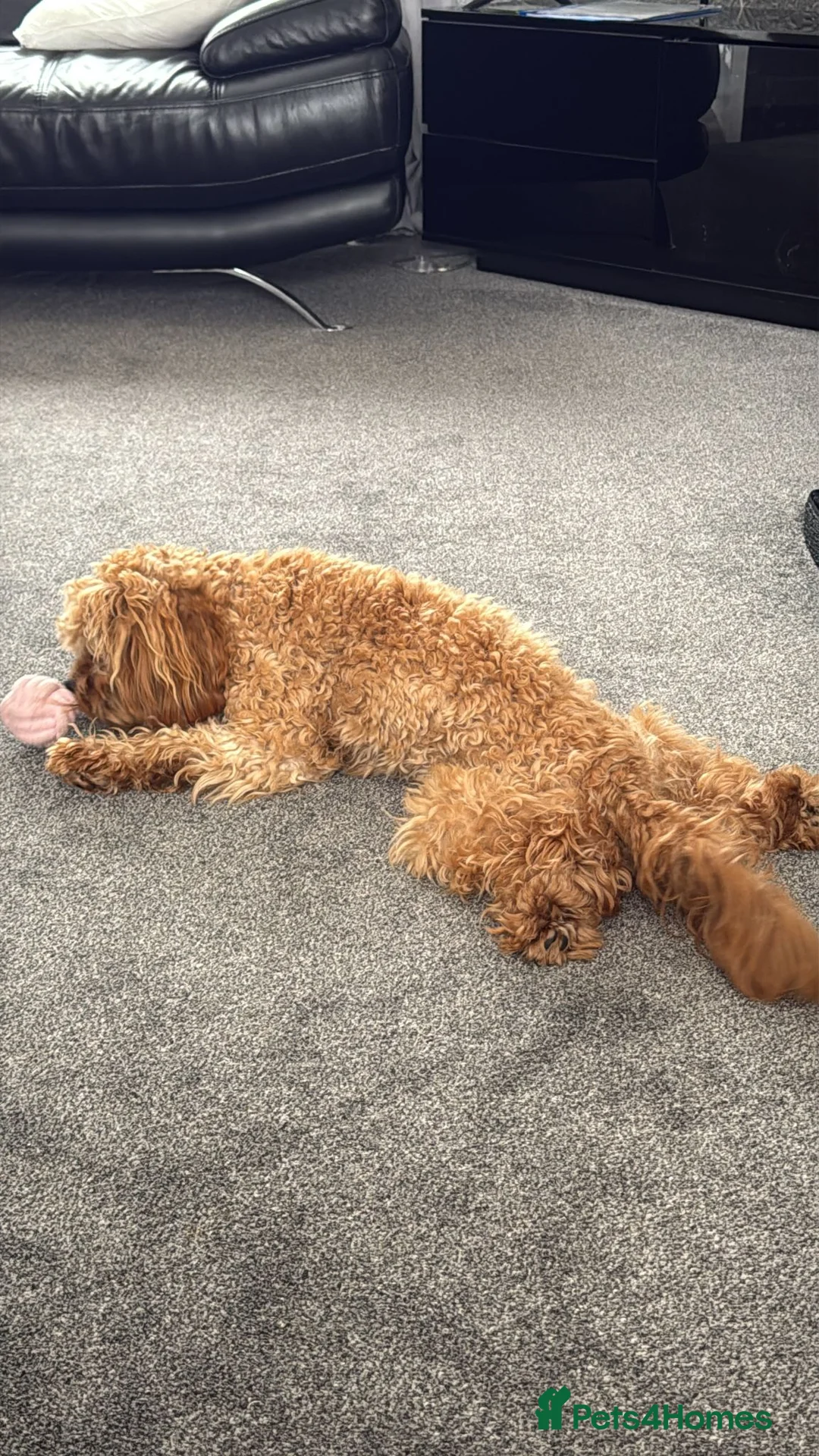Cavapoo dogs for sale: River toy cavapoo - Advert 3