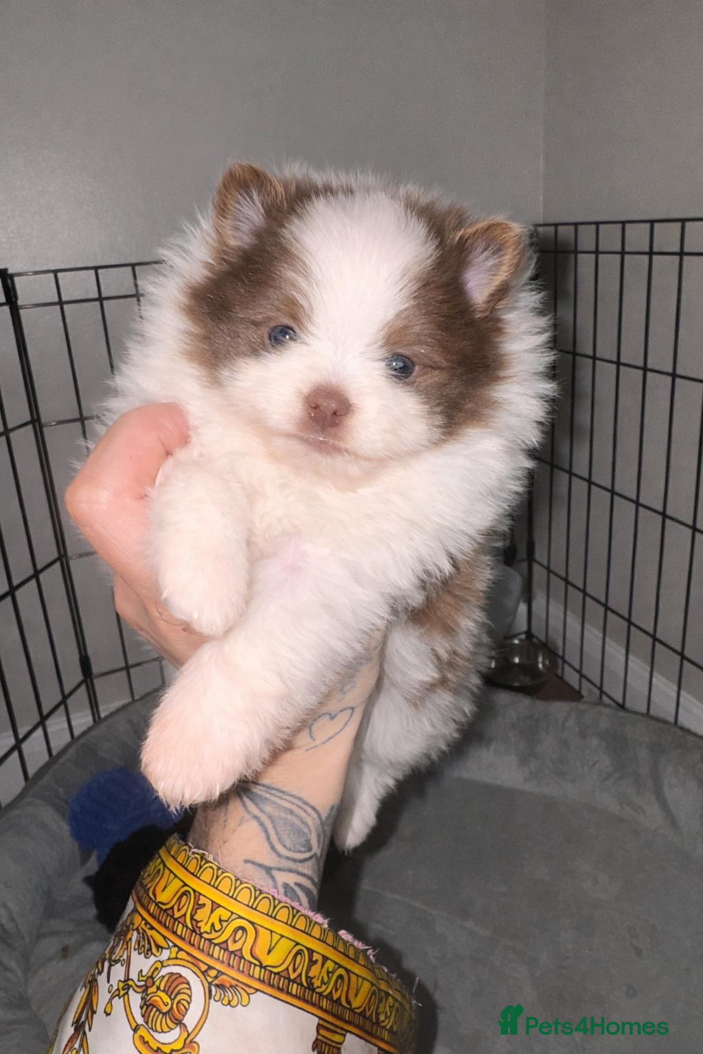 Pomeranian dogs  **  Pomeranian pups  - Advert 10