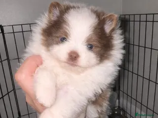 Pomeranian dogs ** Pomeranian pups - Advert 10