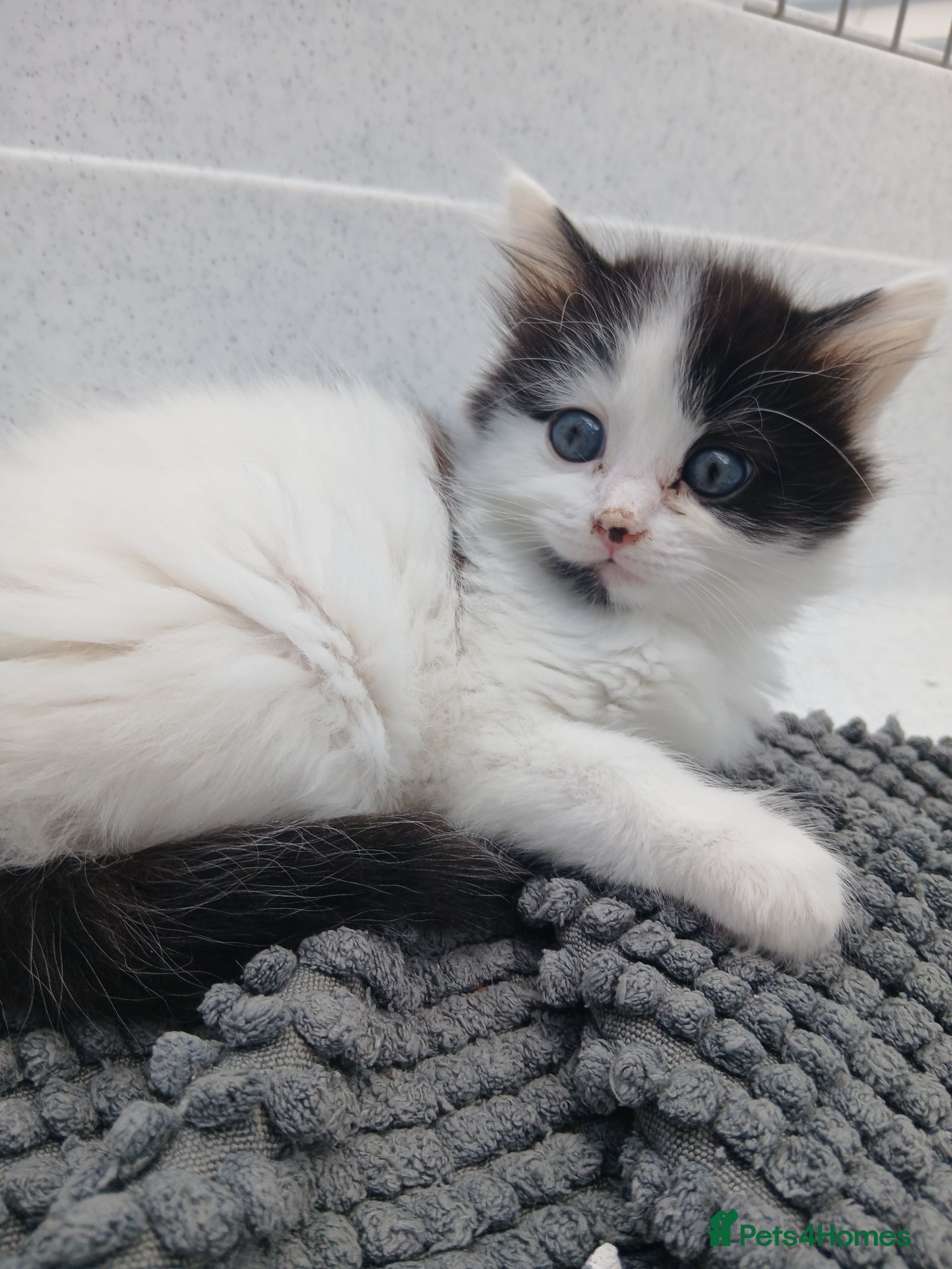 British Longhair cats British short-hair  - Advert 6