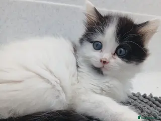 British Longhair cats British short-hair - Advert 8