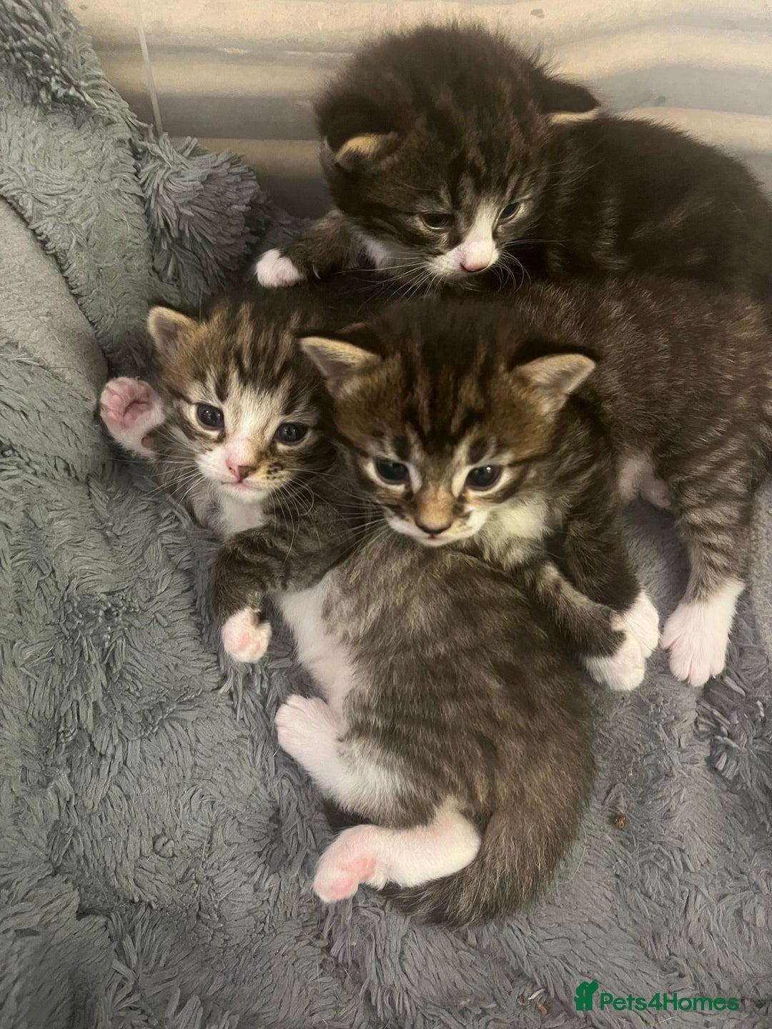 Mixed Breed cats for sale: 3 Healthy, Playful Kittens  - Image 8