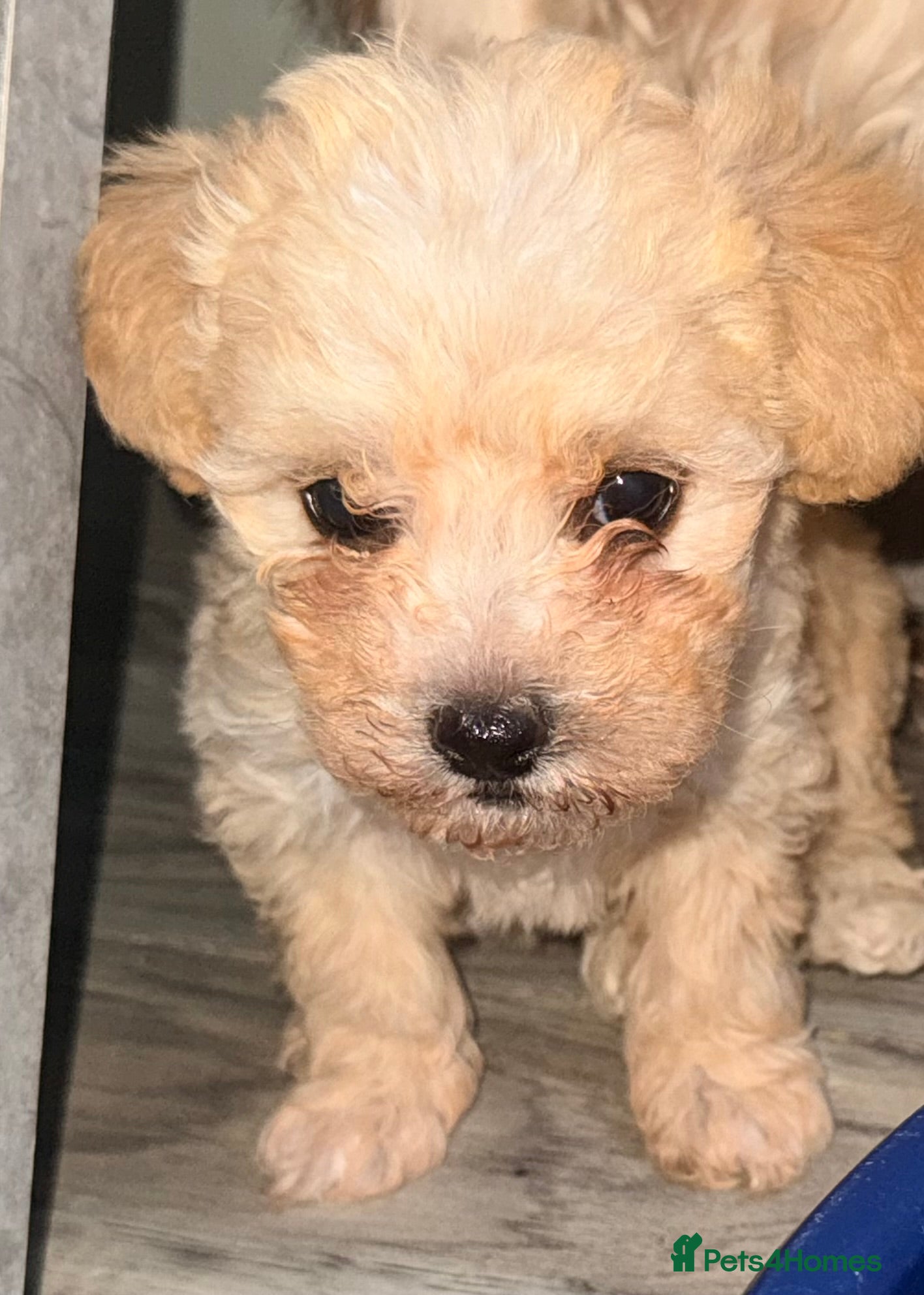 Maltipoo dogs F1 maltipoo pups  - Advert 15