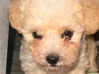 Maltipoo dogs F1 maltipoo pups - Advert 15