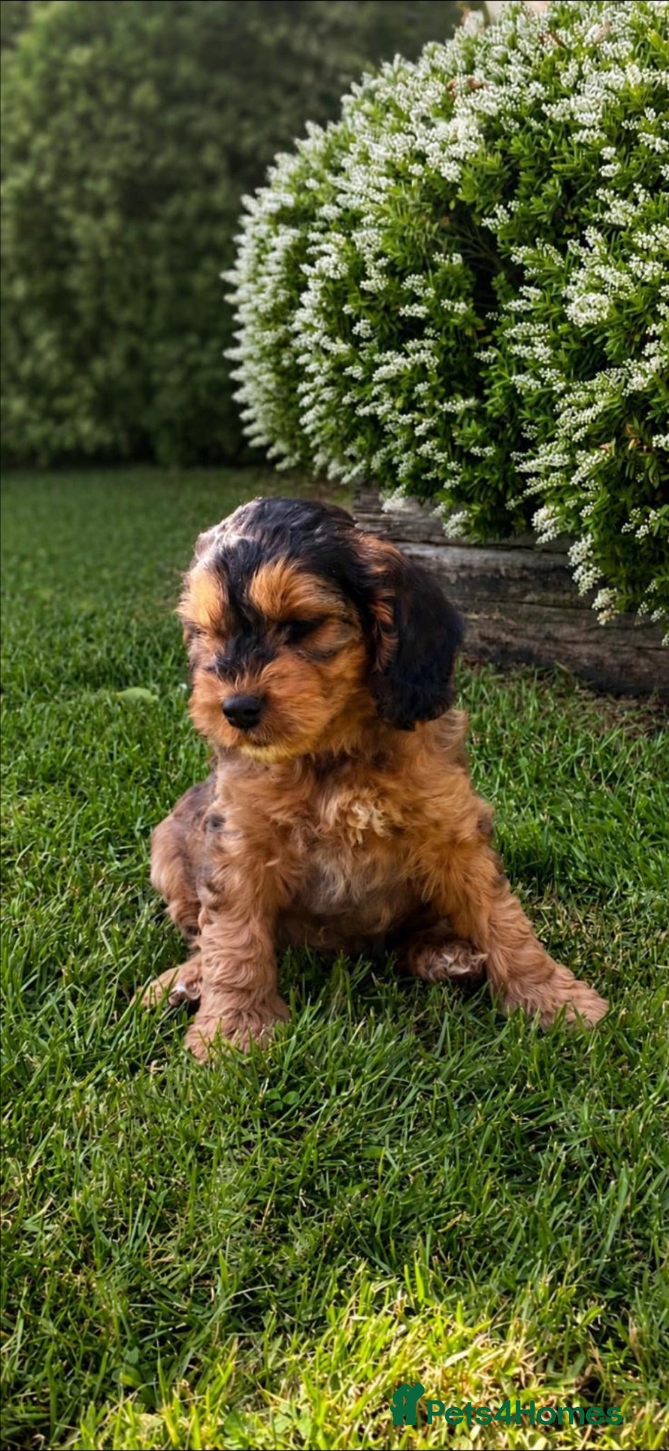 Cockapoo dogs Beautiful F1 Cockapoo Pups - Advert 2