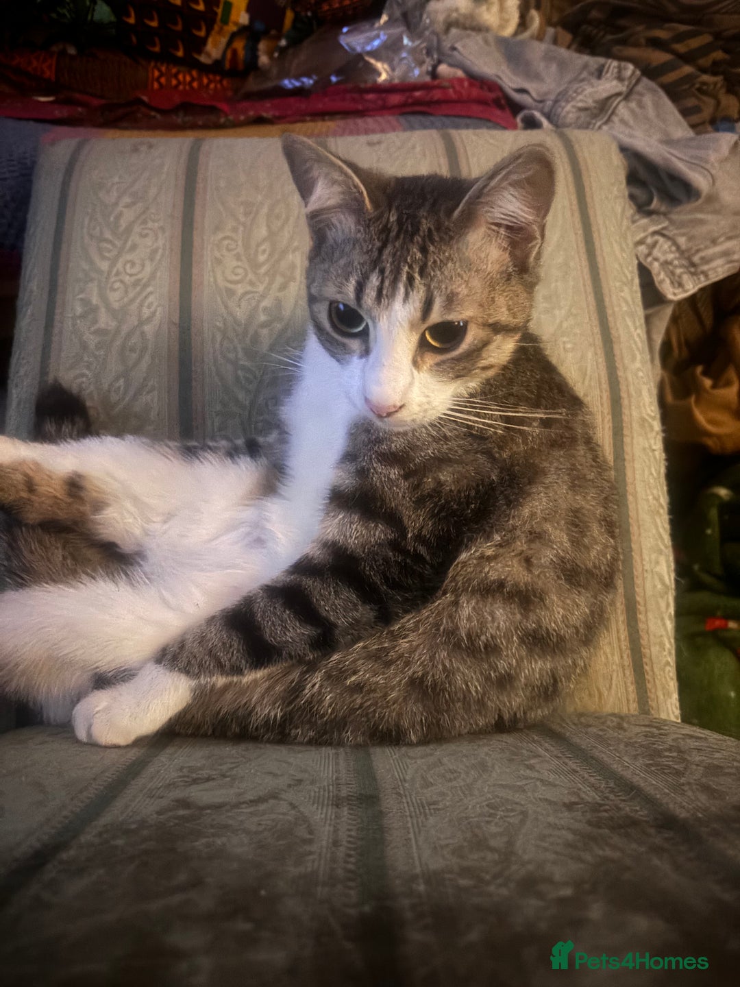 Mixed Breed cats for sale: 8 Month old Boy Kitten looking for forever home  - Advert 3