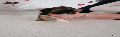 Lhasa Apso 4