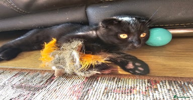 Mixed Breed cats - Advert 11