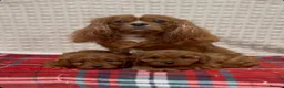 Cavapoo dogs for sale: STUNNING CAVAPOO PUPPIES - Advert 5