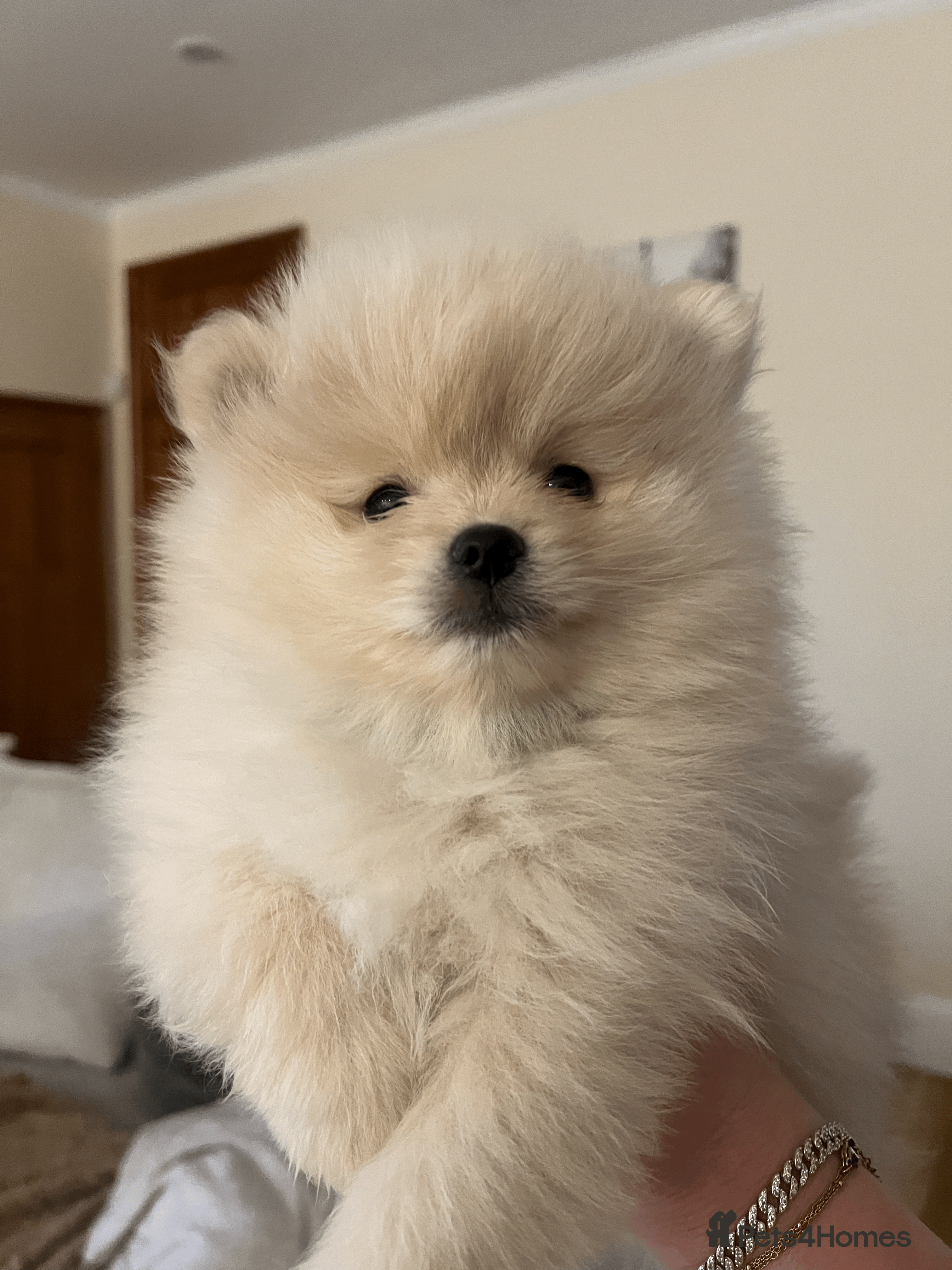 Pomeranian dogs Pomeranian puppy  - Advert 6