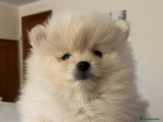 Pomeranian dogs Pomeranian puppy - Advert 6
