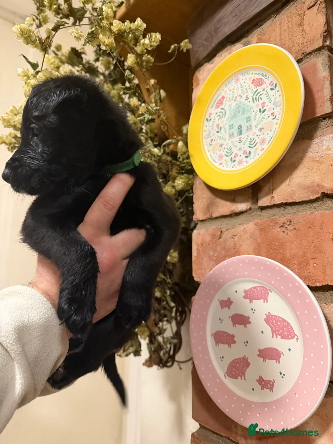 Mixed Breed dogs for sale: Belgian mal/working cocker spaniel  - Advert 9